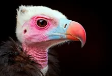 vultures baby animals birds 2560x1600 wallpaper Art HD Wallpaper